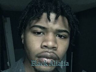 Black_Alfalfa