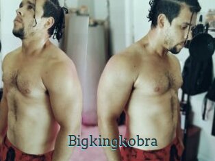 Bigkingkobra