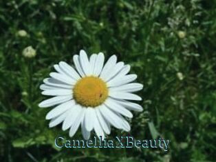 Camellia_XBeauty
