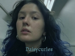 Daisycurles