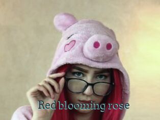 Red_blooming_rose