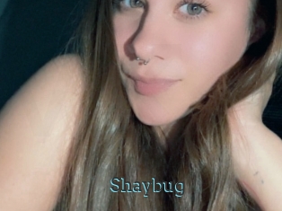 Shaybug