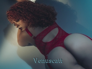 Venuscatt