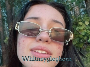 Whitneygleghorn